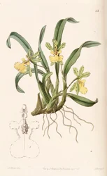 Oncidium uniflorum